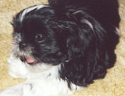 Lily Rose - a baby Shih Tzu